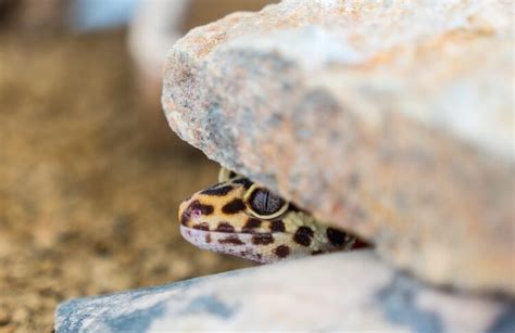 How to Clean Your Leopard Gecko's Tank • Cozy Lizard