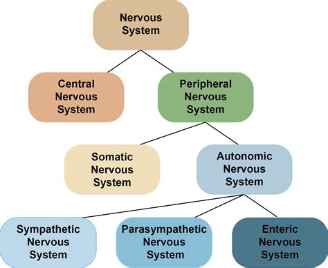 Autonomic Nervous System Divisions