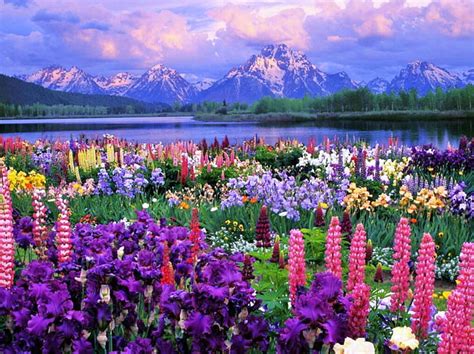 Spring, spring, spring, wild, mountains, flowers, lake, field, blue, HD ...