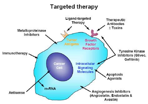 Targeted therapy refers to a new | Download Scientific Diagram