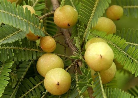 Medicinal Herbs: Emblica officinalis