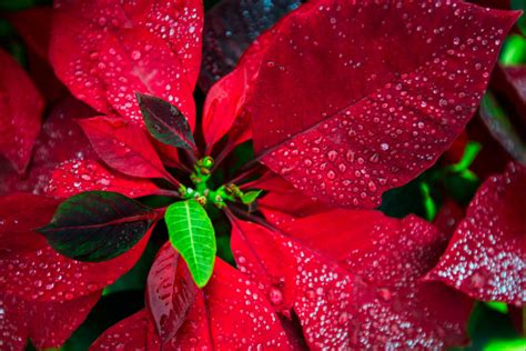 Poinsettia Care - Sunny Home Gardens