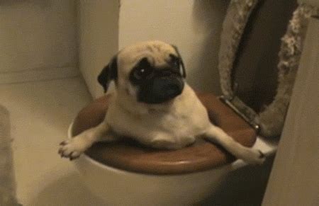 Pugs Pug Appreciation GIF - Find & Share on GIPHY