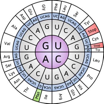 Codon Wheel and Table Images by Beautiful Biology | TpT