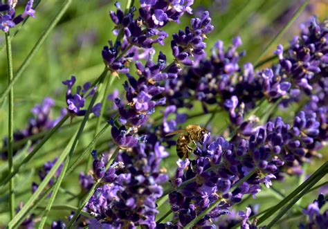 profumo di lavanda | Irene Grassi | Flickr