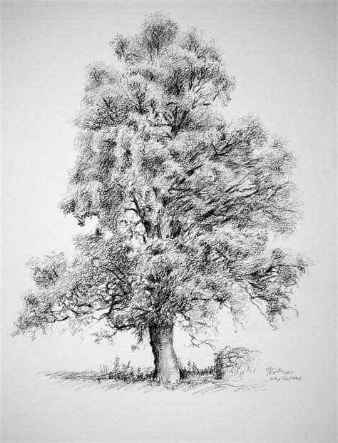 Pin by Kathi Koppenhaver on Drawings | Tree sketches, Tree drawing ...