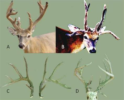 Antler Growth Cycle | Deer Ecology & Management Lab | Mississippi State University