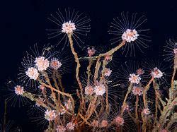 Hydrozoa - Alchetron, The Free Social Encyclopedia