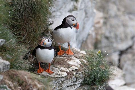 Top 10 Animals In Iceland You May See During Your Trip - Follow Me Away