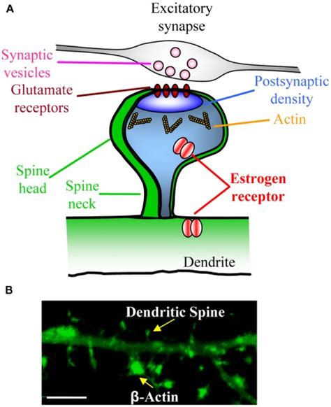 Dendritic Spine Synapse