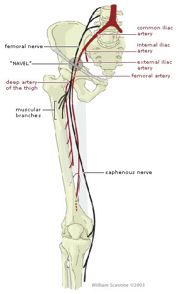 Femoral Nerve