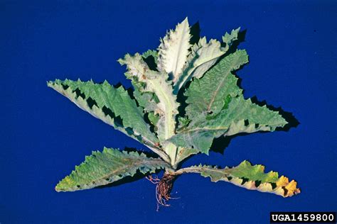 Scotch thistle (Onopordum acanthium)