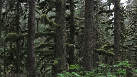 Mossy Woods Create Beautiful Landscape On Kodiak Island, Alaska. 1080p ...