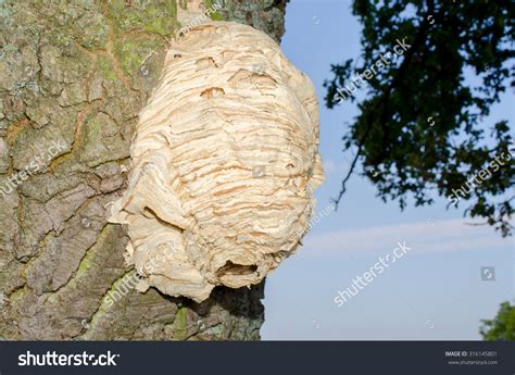 Hornets Nest Tree Stock Photo 316145801 - Shutterstock