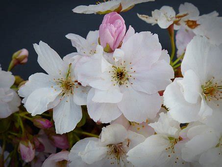 10+ Free Japanese Column Cherry & Bloom Photos - Pixabay