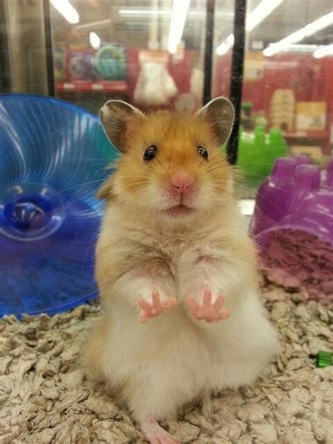 37 Small, Cute And Lovely Pictures Of Hamsters