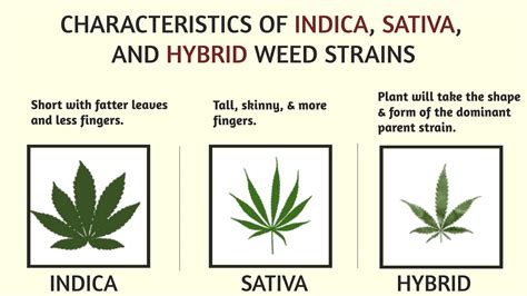 Sativa, Indica, Hybrid Strains? What? - HOLYOKE CANNABIS Dispensary