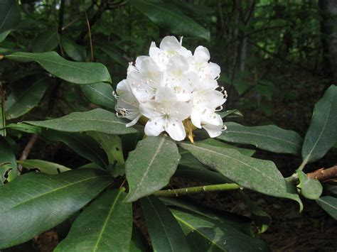 Forest Green Anise | Plants, Native plants, Georgia gardening