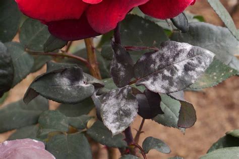 How to Identify and Treat Powdery Mildew on Roses | Gardener’s Path