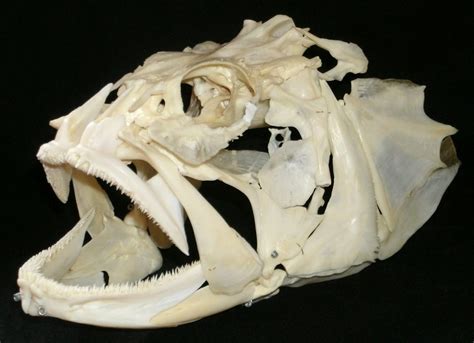 Crâne de Mérou Brun / Dusky Grouper skull (Epinephelus mar… | Flickr