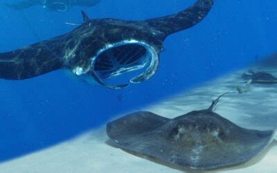 Swimming with Manta Rays Archives - Manta Ray Advocates Hawaii