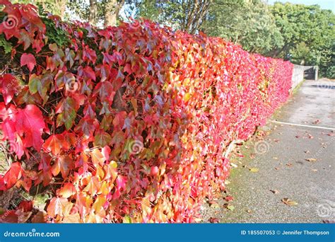 Virginia creeper on a wall stock image. Image of autumn - 185507053