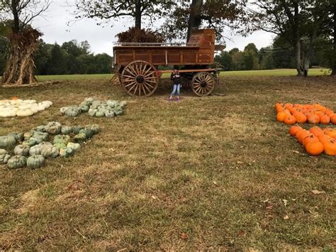 Hawks Pumpkin Patch - Winston-Salem, NC