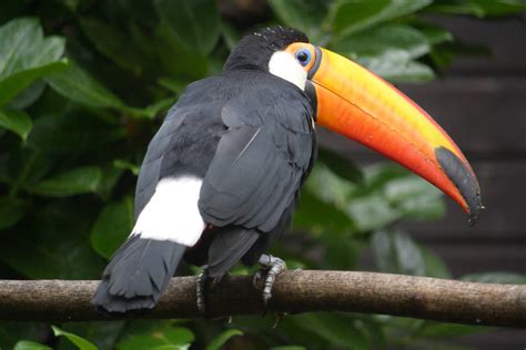 Toco toucan | ZooChat