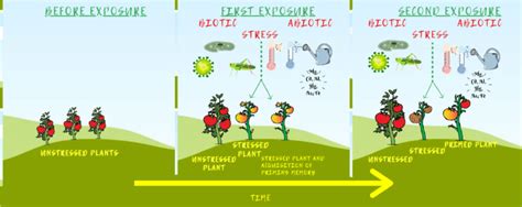 Intragenerational memory and priming in plants. Unstressed plants ...