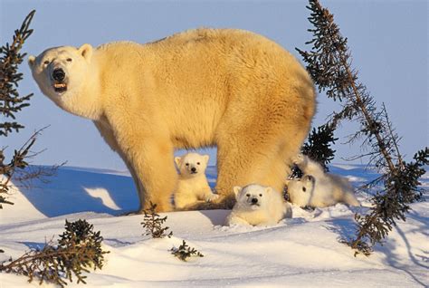 Polar bears, Manitoba, Canada - Art Wolfe