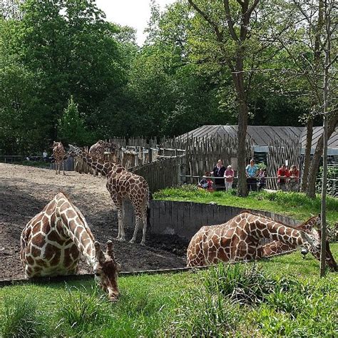 Danmark Zoo : Copenhagen | Copenhagen Zoo / Gee Whiskers! / Founded in ...