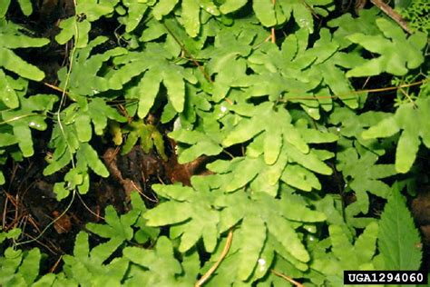 American climbing fern (Lygodium palmatum)