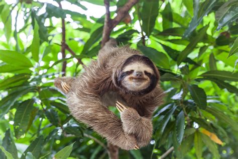 Is It Legal to Own a Pet Sloth in Georgia? - Hasner Law, PC