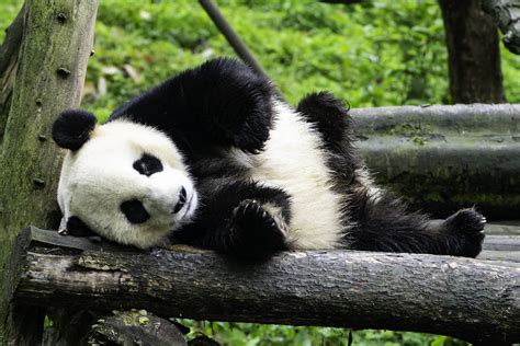 Weird Panda Behavior Explained: Giant Pandas in China