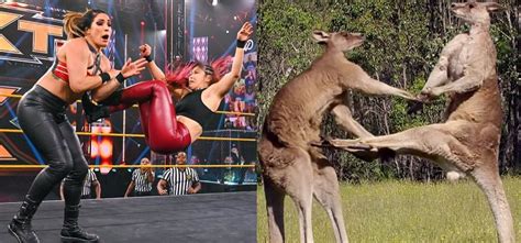 Raquel González and Io Shirai vs kangaroos : r/WrestlersVsAnimals