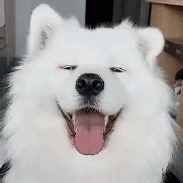 Puppy Happy GIF - Puppy Happy Ears - Discover & Share GIFs