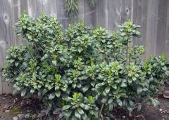 How to identify Invasive Daphne and eradicate? | Milner Gardens | Vancouver Island University ...