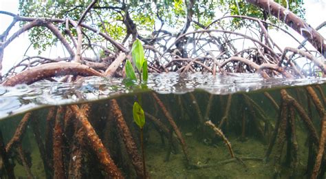 Why Are Mangroves Important? | Benefits of Florida Mangroves