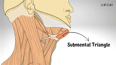 The Submental Triangle - WOMS