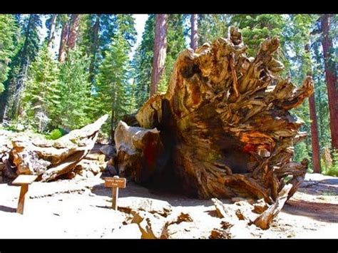 Yosemite: Wawona Tunnel Tree (in HD) - YouTube