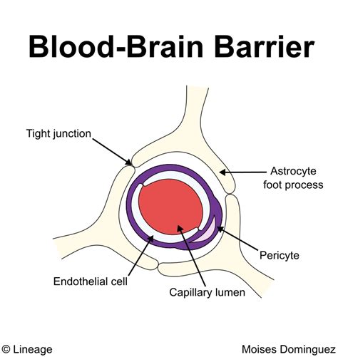 Blood-Brain Barrier - USMLE Strike