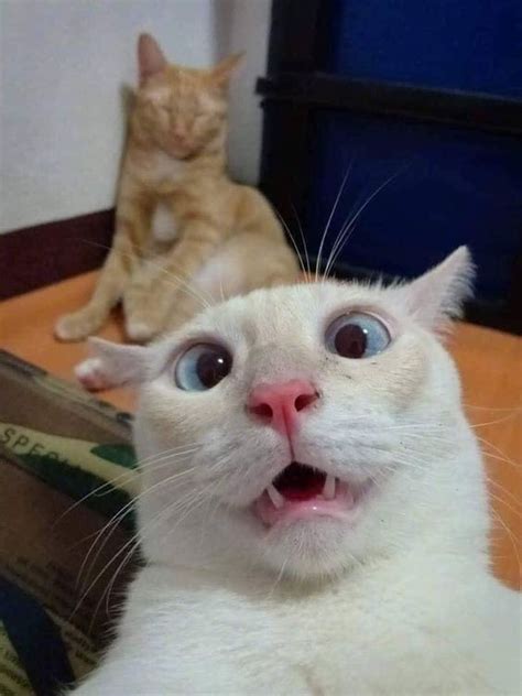 Funny Cat faces To put that smile on your face – Page 2 of 5 – LOL WHY – #Cat #Face #faces # ...