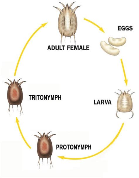 Mite Life Cycle