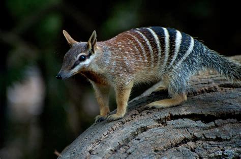 Numbat | The Biggest Animals Kingdom