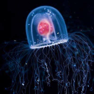 13 best images about Turritopsis dohrnii on Pinterest | The secret, Initials and Back to