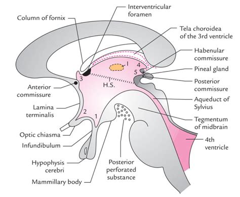 Diencephalon – Earth's Lab