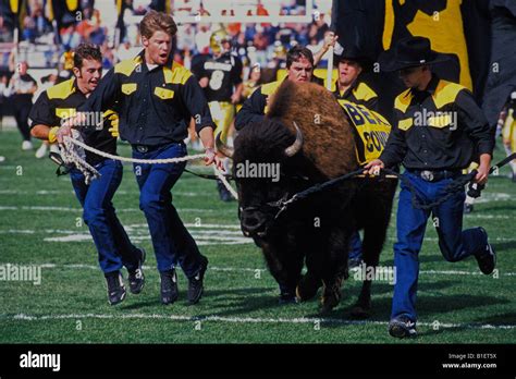 Ralphie, University of Colorado mascot takes the field, Folsom Field ...