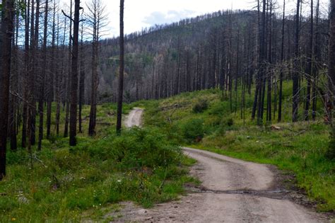 Hiking the Gila National Forest, Trail 154 - Signal Peak Road - Traveling GypsyRN