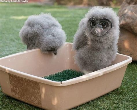 Sootys! | Owl, Super cute animals, Owl photos