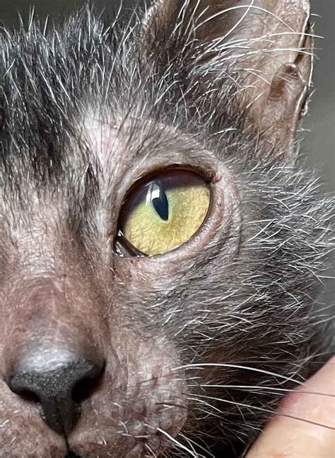 Lykoi Breeders Australia | Lykoi Info & kittens